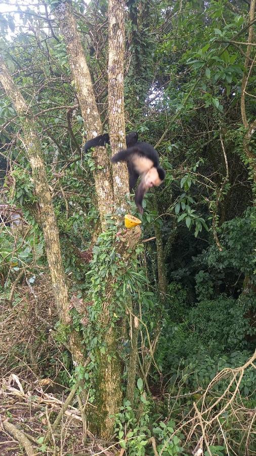 Finca Pantera Hotel Monteverde Ngoại thất bức ảnh