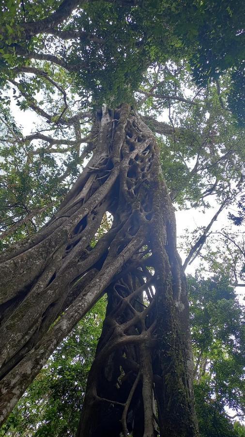 Finca Pantera Hotel Monteverde Ngoại thất bức ảnh