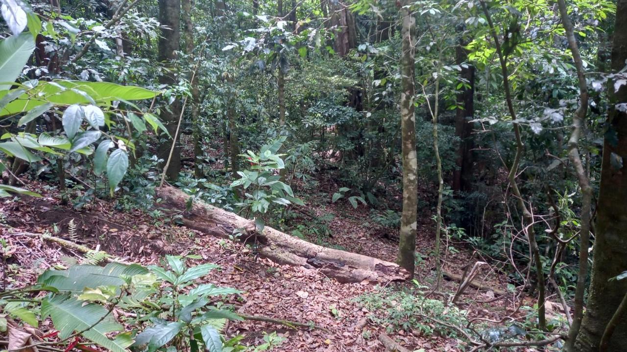 Finca Pantera Hotel Monteverde Ngoại thất bức ảnh